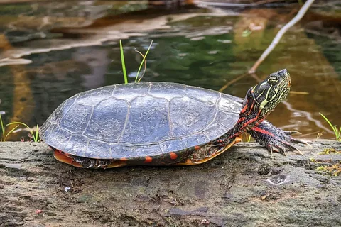 Bonnechere Provincial Park