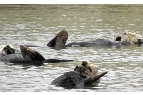 Moss Landing KOA Express