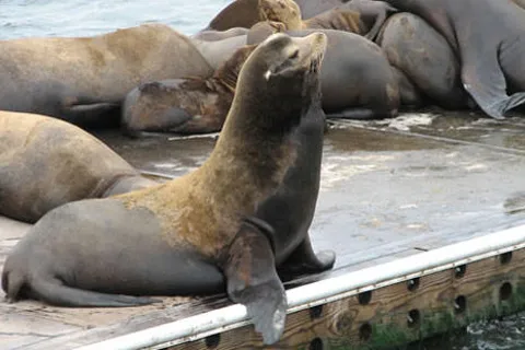 Moss Landing KOA Express