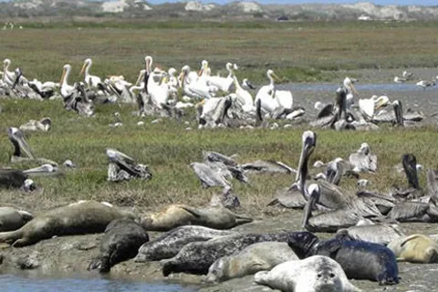 Moss Landing KOA Express