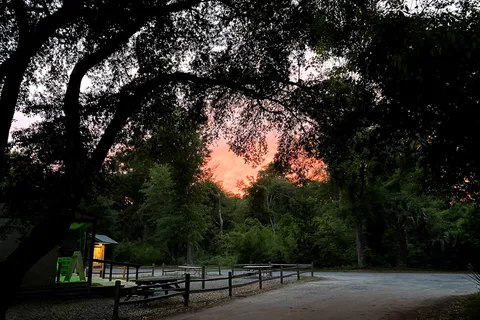 Live Oak - Edisto Beach State Park