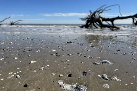 Live Oak - Edisto Beach State Park