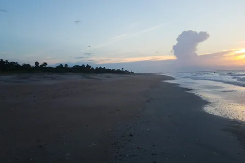Live Oak - Edisto Beach State Park