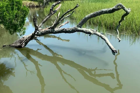 Live Oak - Edisto Beach State Park