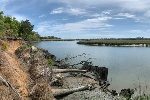 Live Oak - Edisto Beach State Park