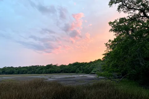 Live Oak - Edisto Beach State Park