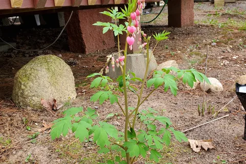 Iola Pines Campground