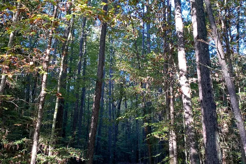 Colonial Pines Campground at Williamsburg Christian Retreat Center