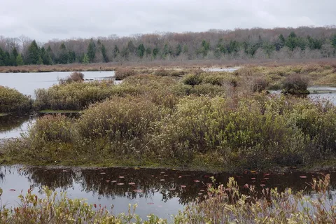 Black Moshannon State Park
