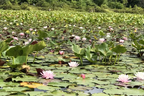 Black Moshannon State Park