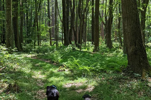 Black Moshannon State Park