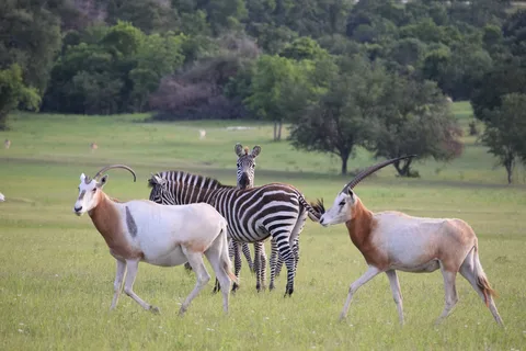 Buena Vista Wildlife Safari and RV Park
