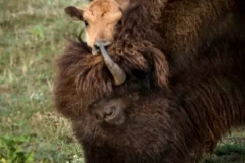 Buena Vista Wildlife Safari and RV Park