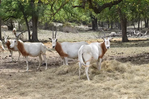 Buena Vista Wildlife Safari and RV Park