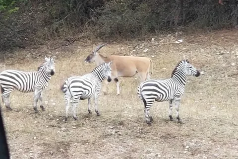 Buena Vista Wildlife Safari and RV Park