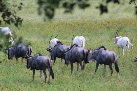 Buena Vista Wildlife Safari and RV Park