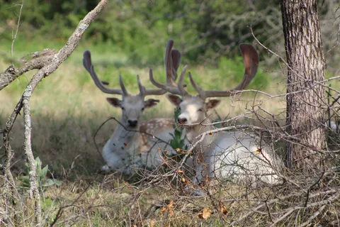 Buena Vista Wildlife Safari and RV Park
