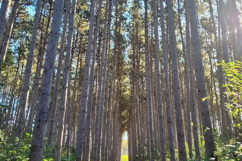 Dell Pines Campground