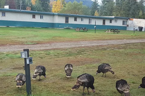 Selkirk Motel and RV Sites