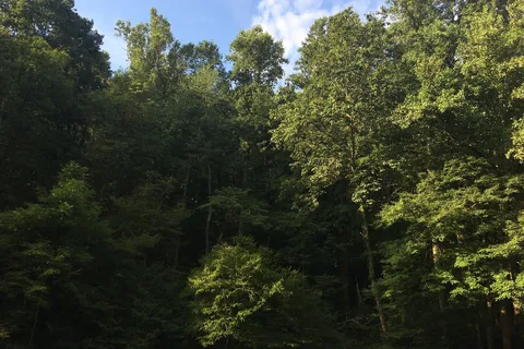 Ross Hollow - Tar Hollow State Park