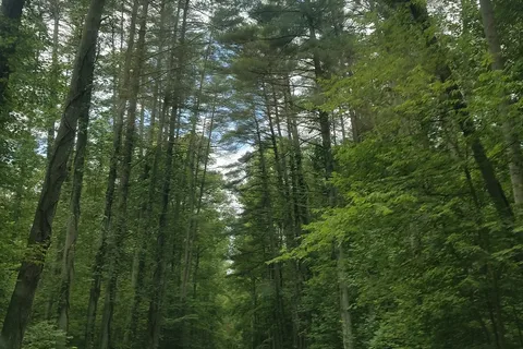 Ross Hollow - Tar Hollow State Park