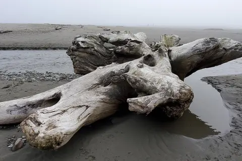 Kalaloch Campground - Olympic National Park