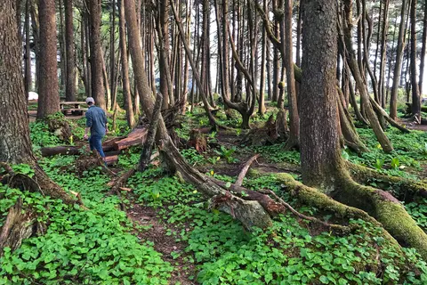 Kalaloch Campground - Olympic National Park