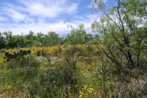 Rolling Hills - Lake Colorado City State Park