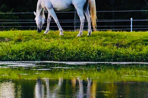 Southern Belle Ranch and RV Park - Monthly