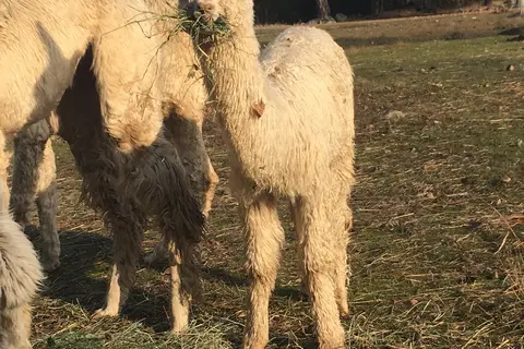 Laughing Alpaca Campground RV Park