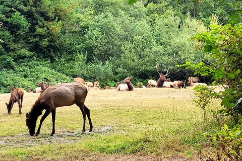 Elk Country RV Resort and Campground