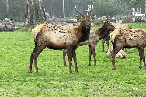 Elk Country RV Resort and Campground