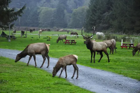 Elk Country RV Resort and Campground