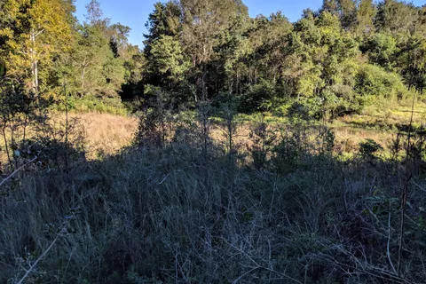 Upland - Bogue Chitto State Park