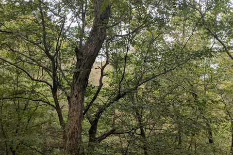 Upland - Bogue Chitto State Park