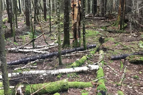 Rangeley Lake State Park