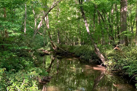 Kings Mountain State Park