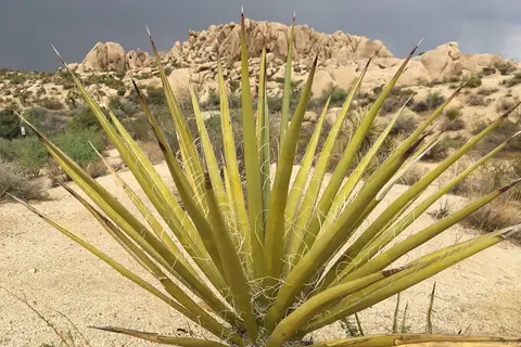 Jumbo Rocks - Joshua Tree National Park
