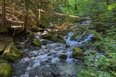 Buttle Lake - Strathcona Provincial Park