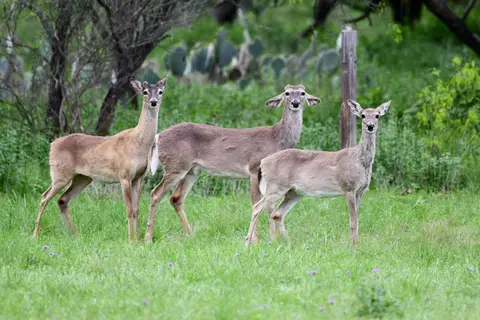 Pecan Valley RV Park