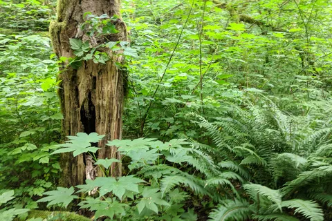 Kanaskat-Palmer State Park