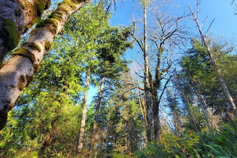Kanaskat-Palmer State Park