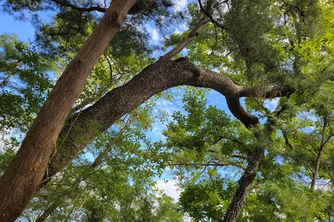 Fred Gannon Rocky Bayou State Park