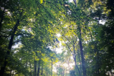 Tall Oaks Campground