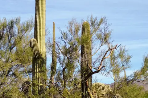 Desert Trails RV Park