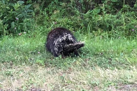 Petit-Gaspe Campground South - Forillon National Park