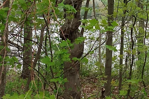 Hinsdale Campground At Thicket Hill Village