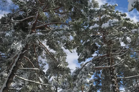 Pineview Camplands