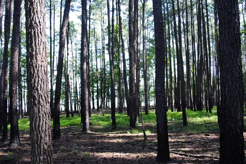 Rolling View - Falls Lake State Recreation Area