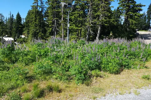 Bayside Campground and RV Park